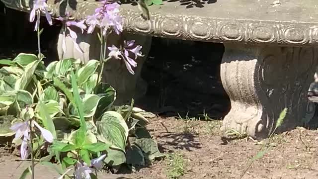 Male hummingbird