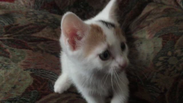 Cute kitten vs ferocious plastic straw