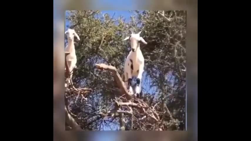 Try Not To Laugh 🤣 - Funny Domestic And Wild Animals' Life.mp4