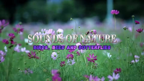 25 Minute Calming Sounds of Nature - Birds, Bees and Butterflies #meditation #ambient