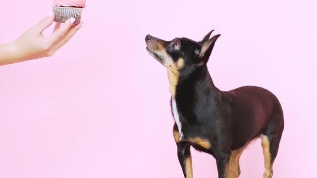 The dog celebrates his birthday and blows candles