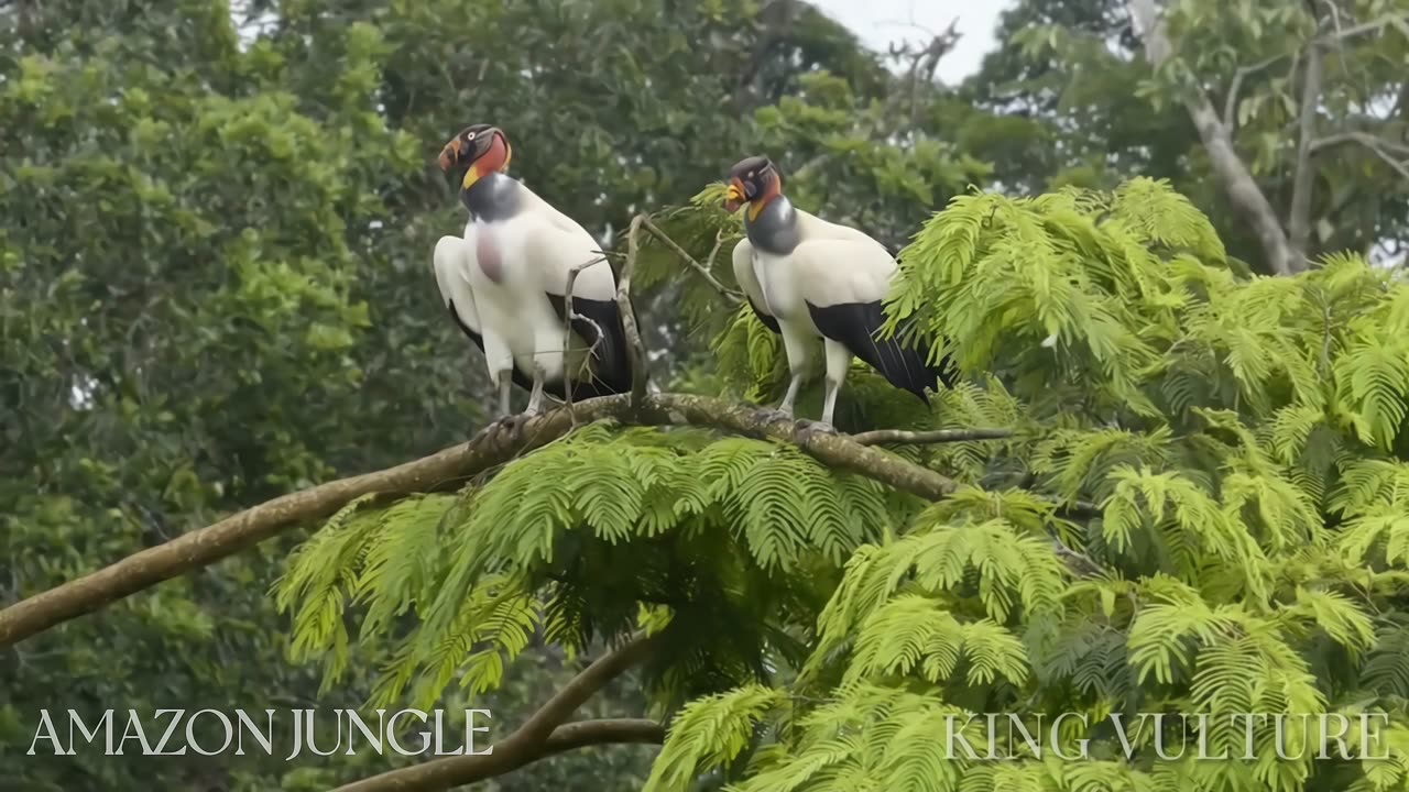 Amazon King Vulture