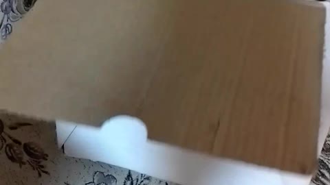 Кошка играет со
