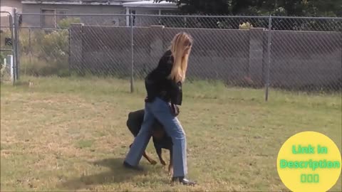 dog training videos english _ basic dog training_ Brain Training For Dogs Review 2021
