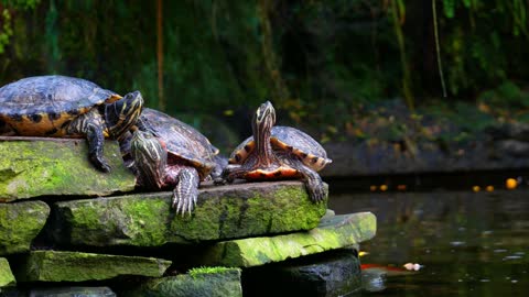 turtles meditating on rocks to the sound of the river