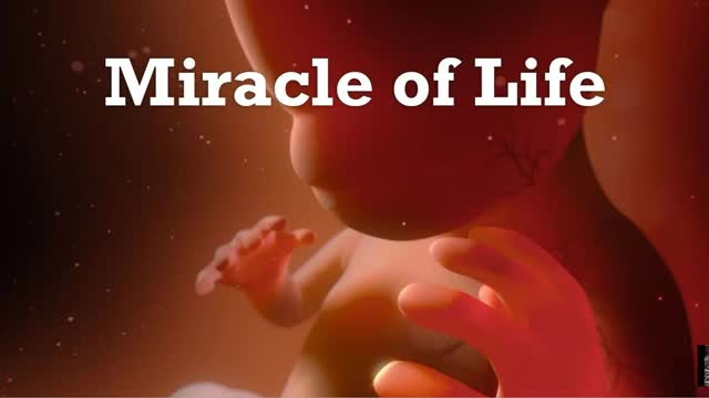 ЧУДО ЖИЗНИ