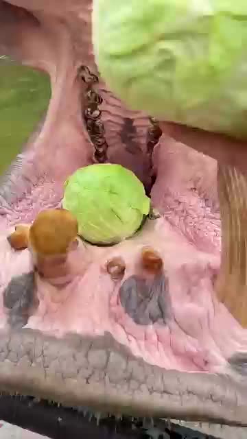 Hungry Hippos Enjoy Pumpkin Treats