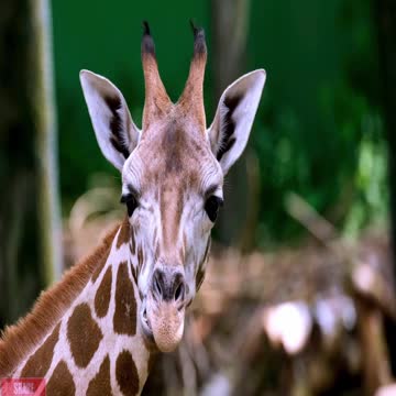 Acleror - Animals (Do not kil)