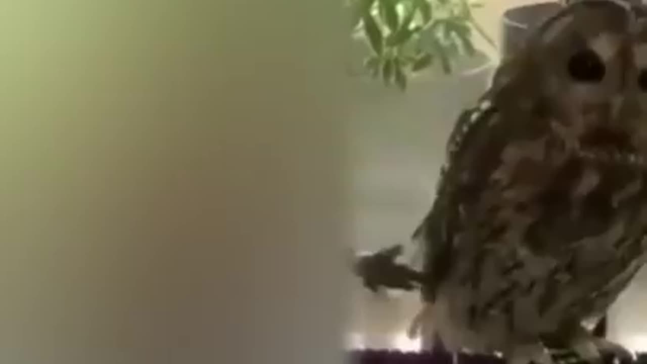 Funiest animal video of 2023