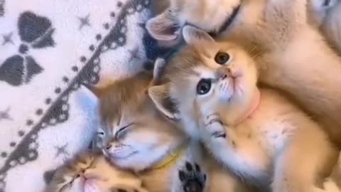 Sweet baby's cats