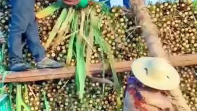 Amazing Sugarcane Harvesting Method