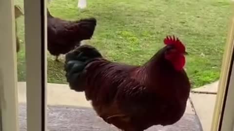 So funny-chiken VS dog