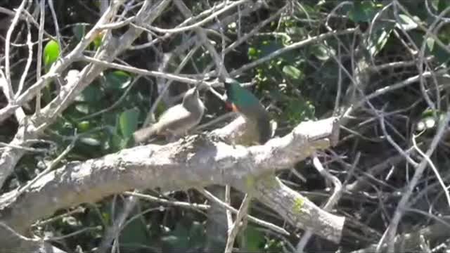 Funny dancing birds