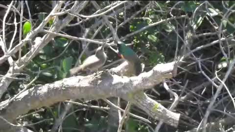 Funny dancing birds