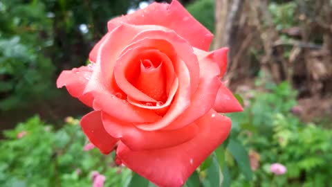 Sri Lankan Rose Samsung A51 Live Focus Video