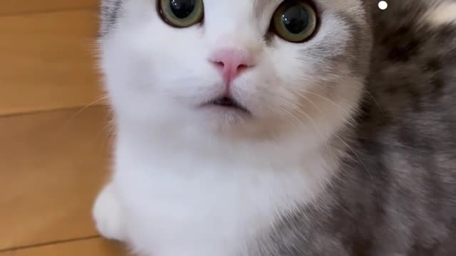 Cat funny viral video