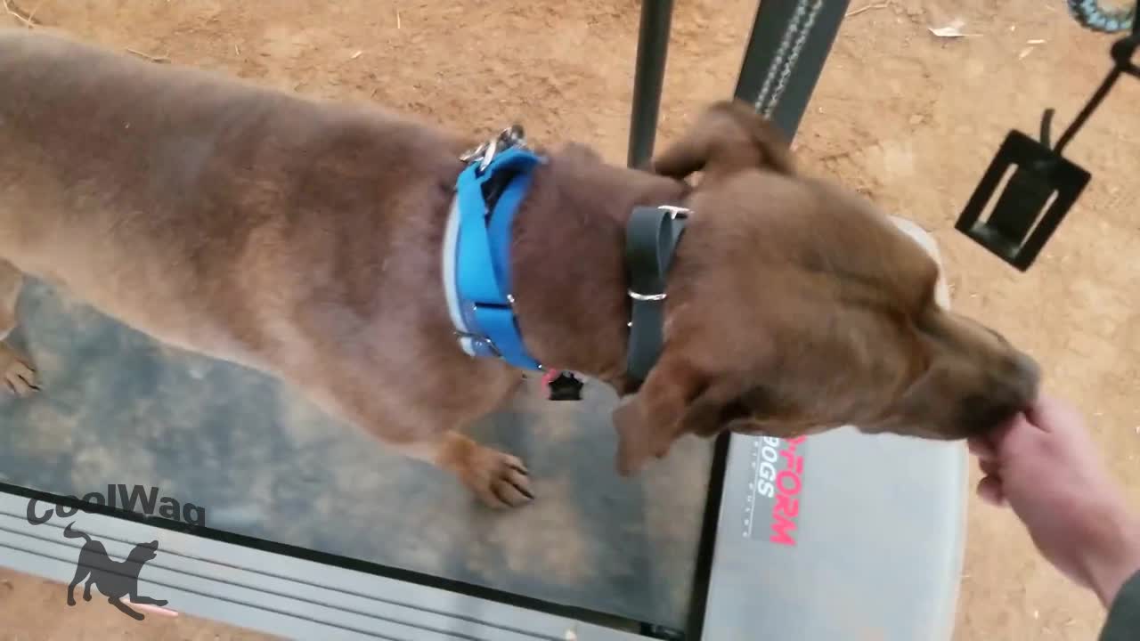 Coolwag trainer, Meghan, getting Gunnar on the treadmill for the first time