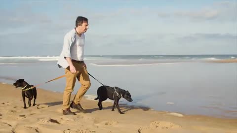 Dogs on beach. Dogs playing on beach.