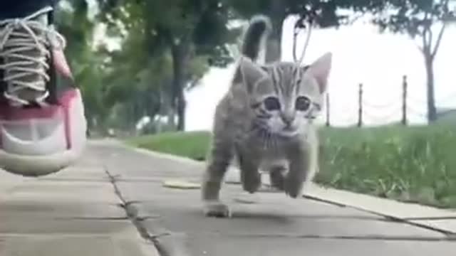 cute cat compilation # 111 #shorts