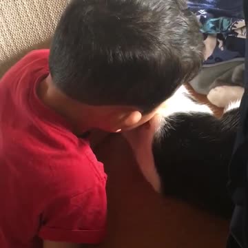 Kitten and boy cuddles