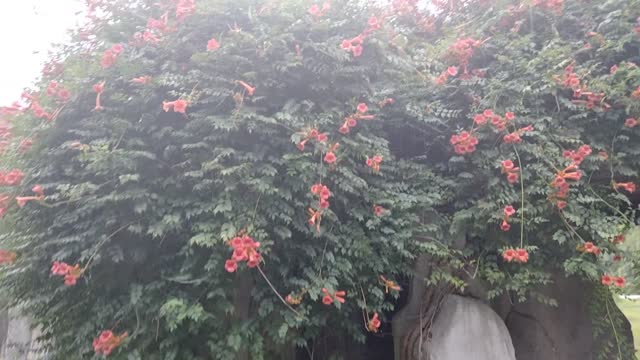 flowers crawling on the wall