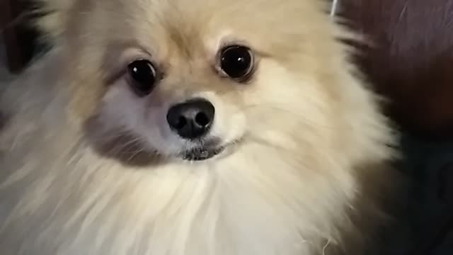 The dog