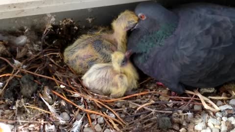 Pigeon feeding babies