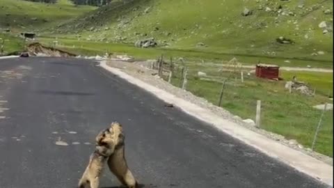 Mouse Fighting in Road #pets 🐁🐭💕 #mouse #mics