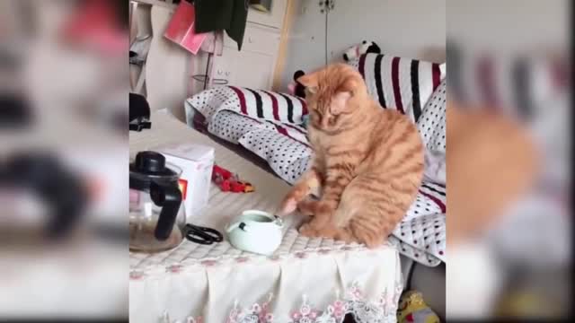 Cute cats playing naughty #3