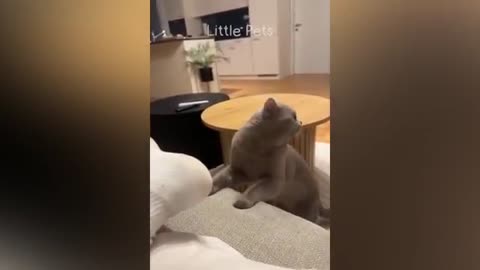 Funny comedy animals video