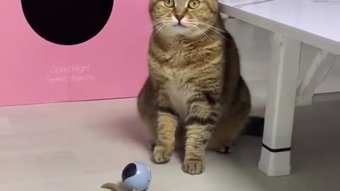 Mama Cat Takes Back Crying cat From Toddler