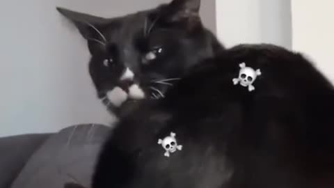 funny reaction cute shot
