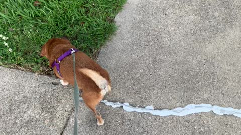 Walking Chrissy