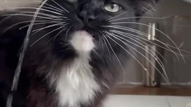 CAT TRIES TO DRINK