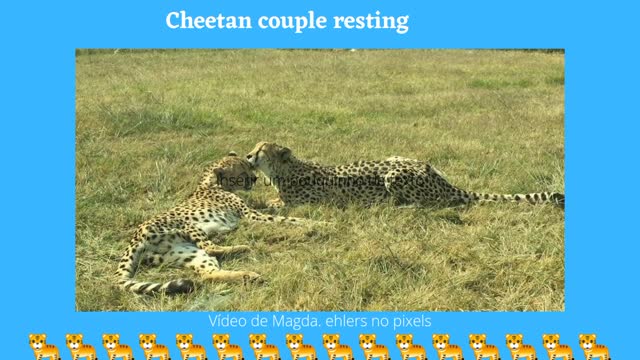 cheetan couple resting