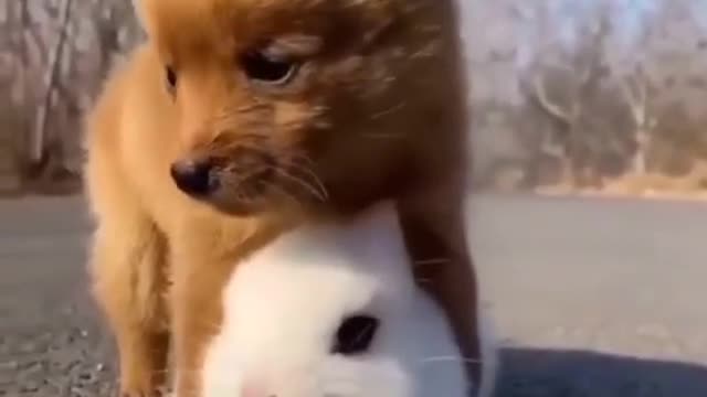 sleepy puppy with a bunny pillow