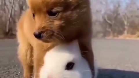 sleepy puppy with a bunny pillow