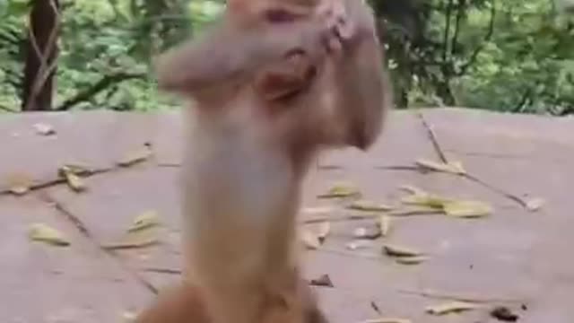 Monkey Dance | Funny Monkey Dance