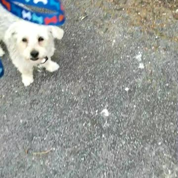 Working with Abby today shaping the Heel cue.