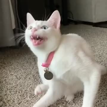CAT SINGING COMEDY VIRAL VIDEO 😸🤣🤩🎤🎙️