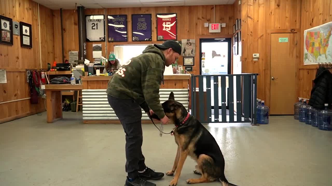 How to teach your dog to enjoy wearing a collar!