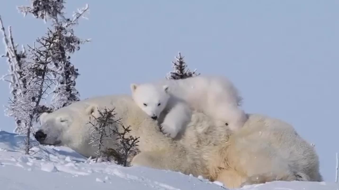 Bear and his baby