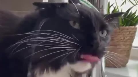 My cat acts strange while drinking water