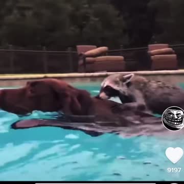 Raccoon and dog have the happiest relationship