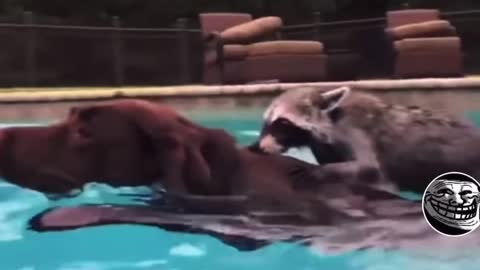 Raccoon and dog have the happiest relationship