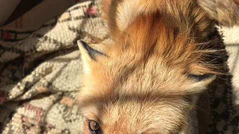 What Does the Fox Sing?