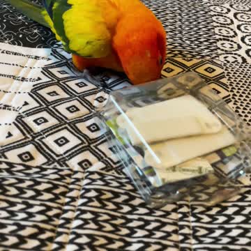 Parrot attacks plastic box