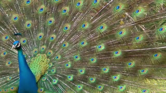 Dancing peacock Shy in front of Camera
