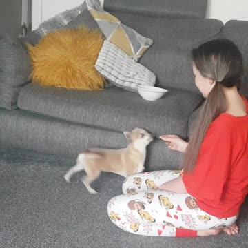 Chihuahua tricks for cheese