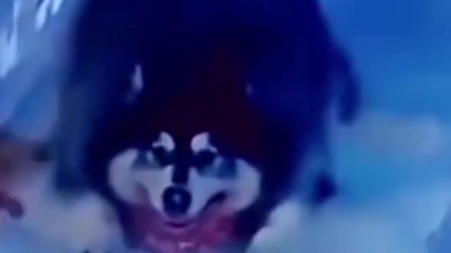 DOG SLIDER